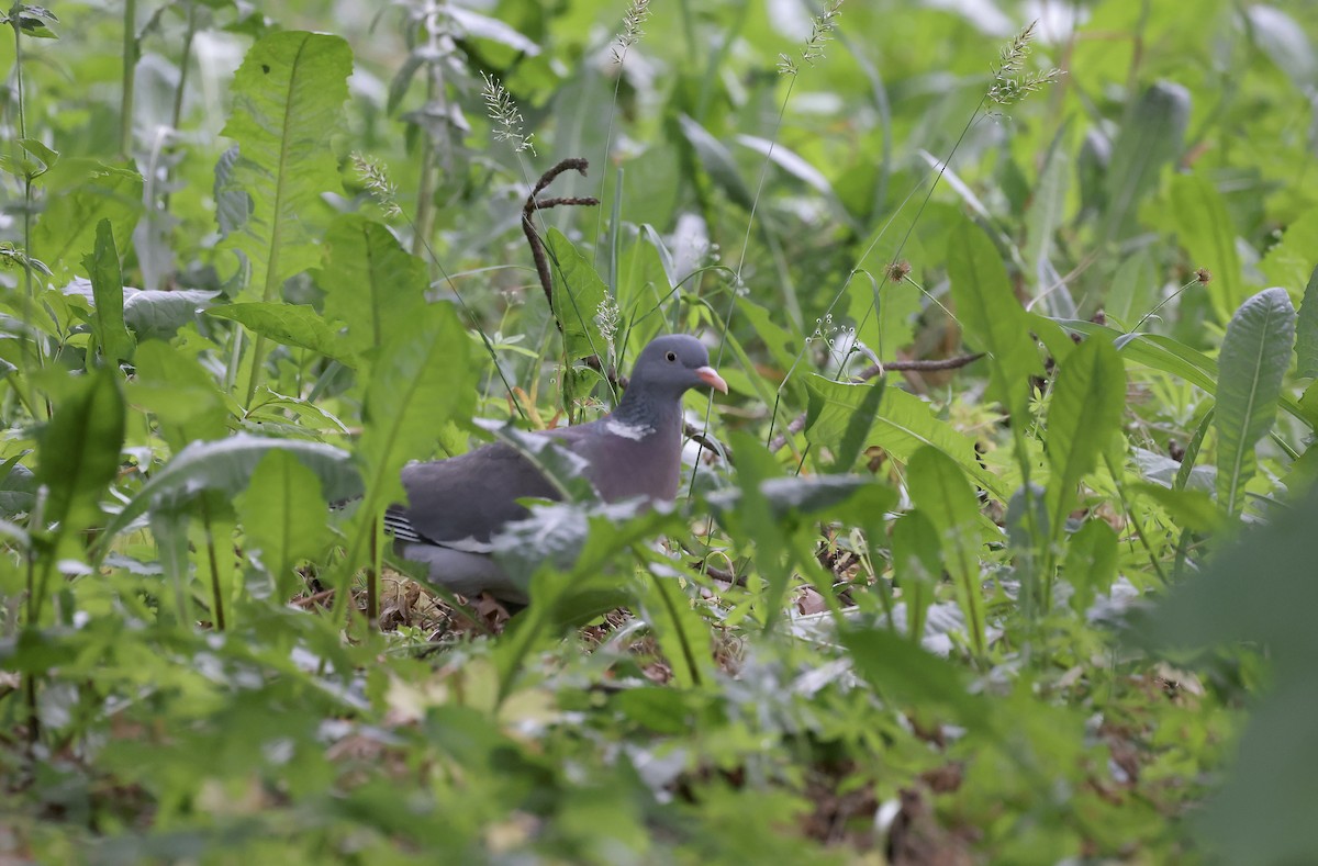 holub hřivnáč - ML620111621