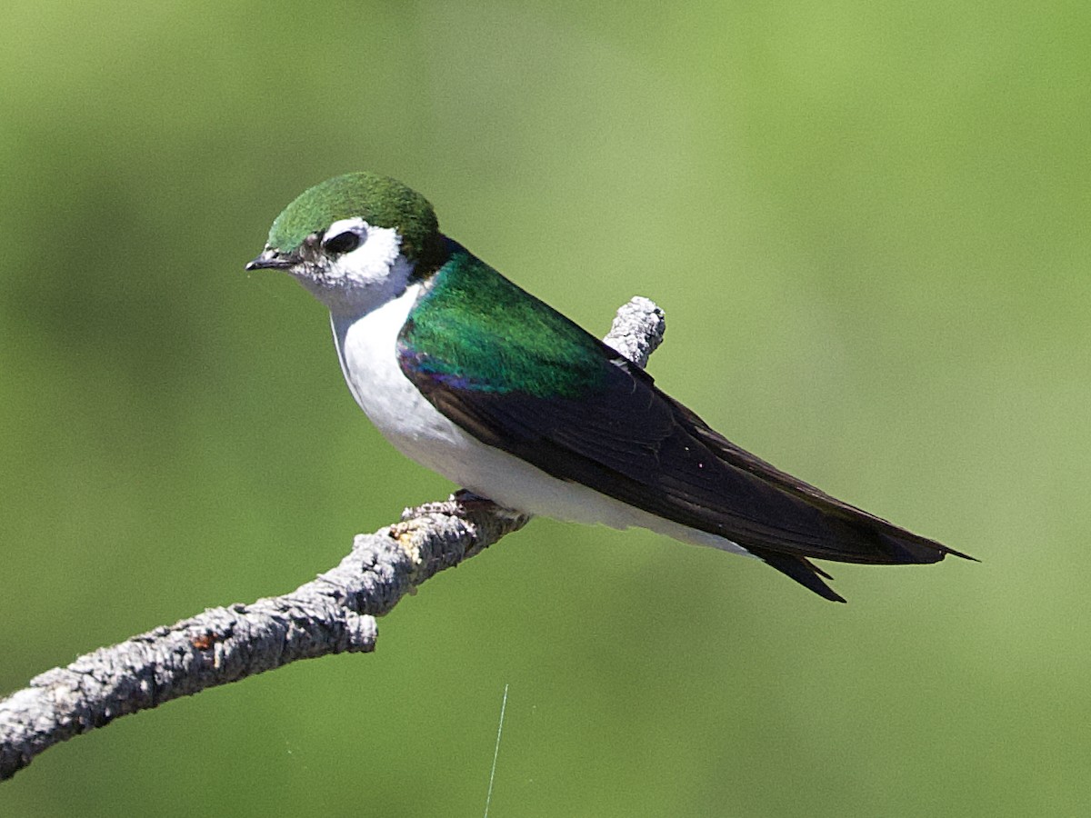 Violet-green Swallow - ML620111624