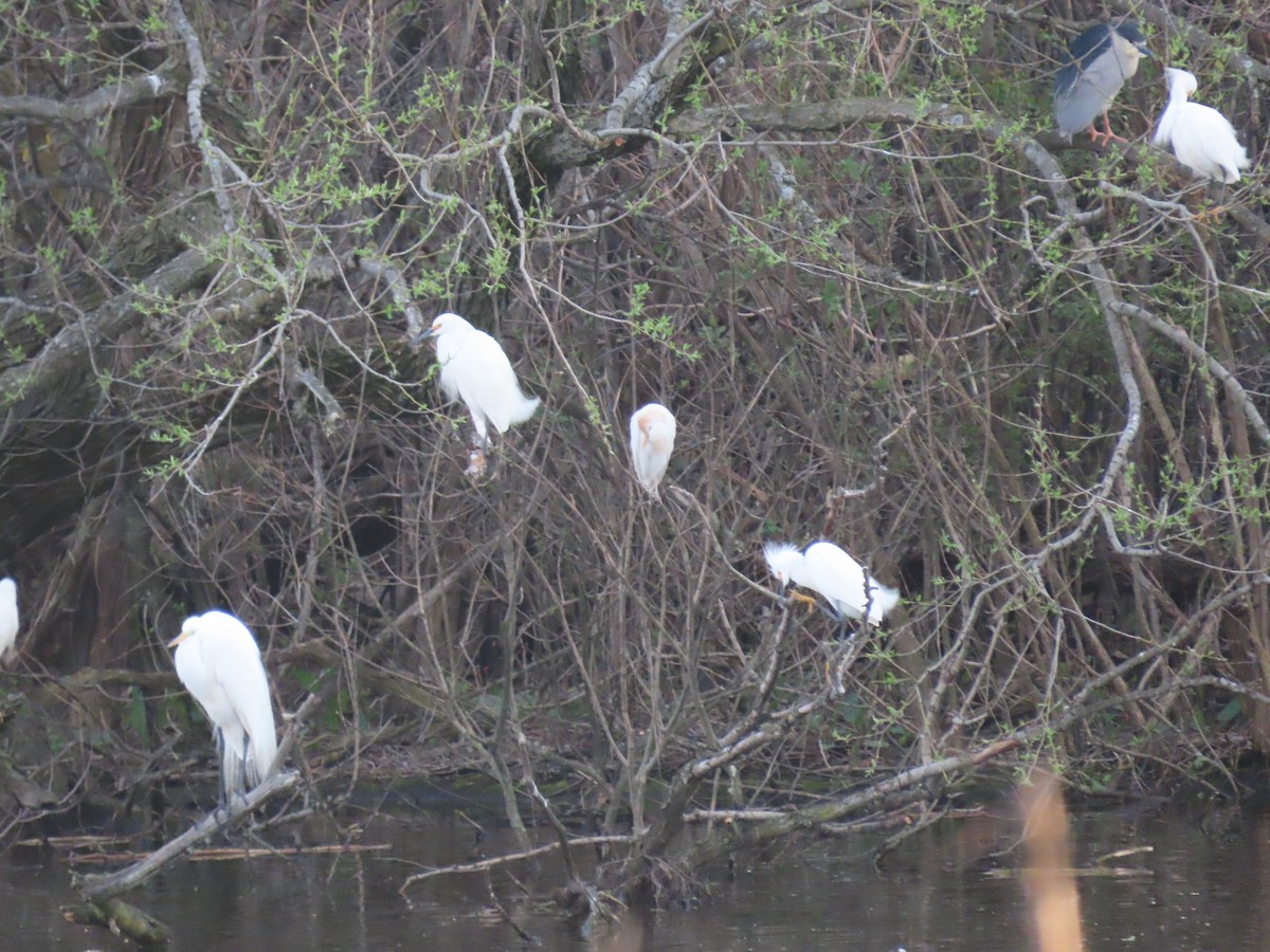 Western Cattle Egret - ML620111631