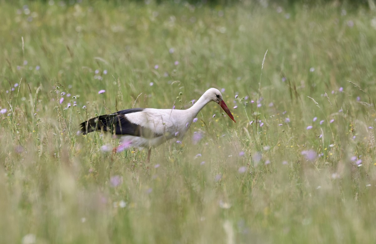 White Stork - ML620111648