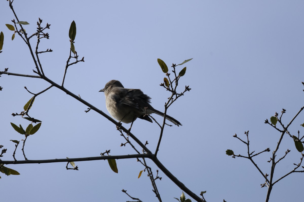 Northern Mockingbird - ML620111649