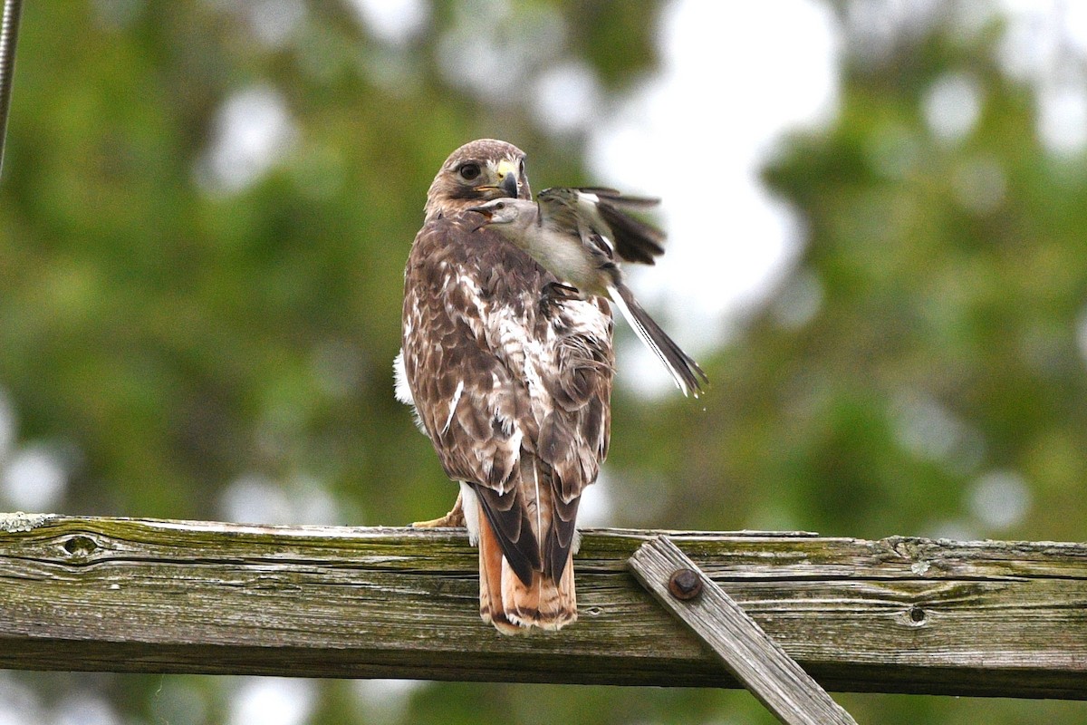 Red-tailed Hawk - ML620111653