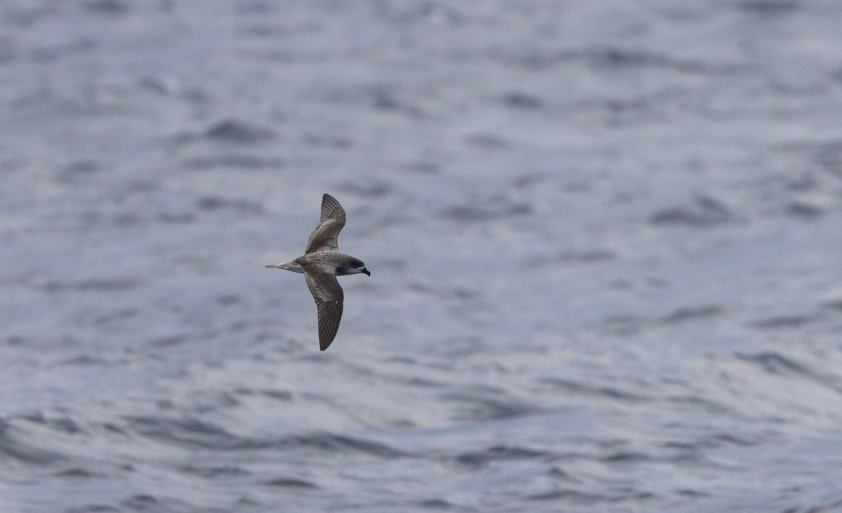 Fea's Petrel - ML620111673