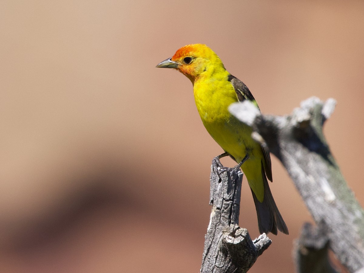 Western Tanager - ML620111675