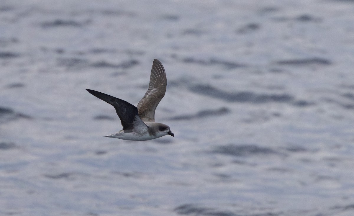 Fea's Petrel - ML620111680