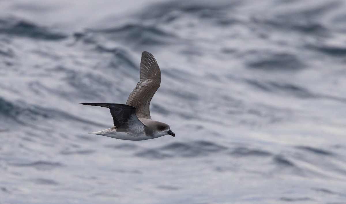 Fea's Petrel - ML620111681