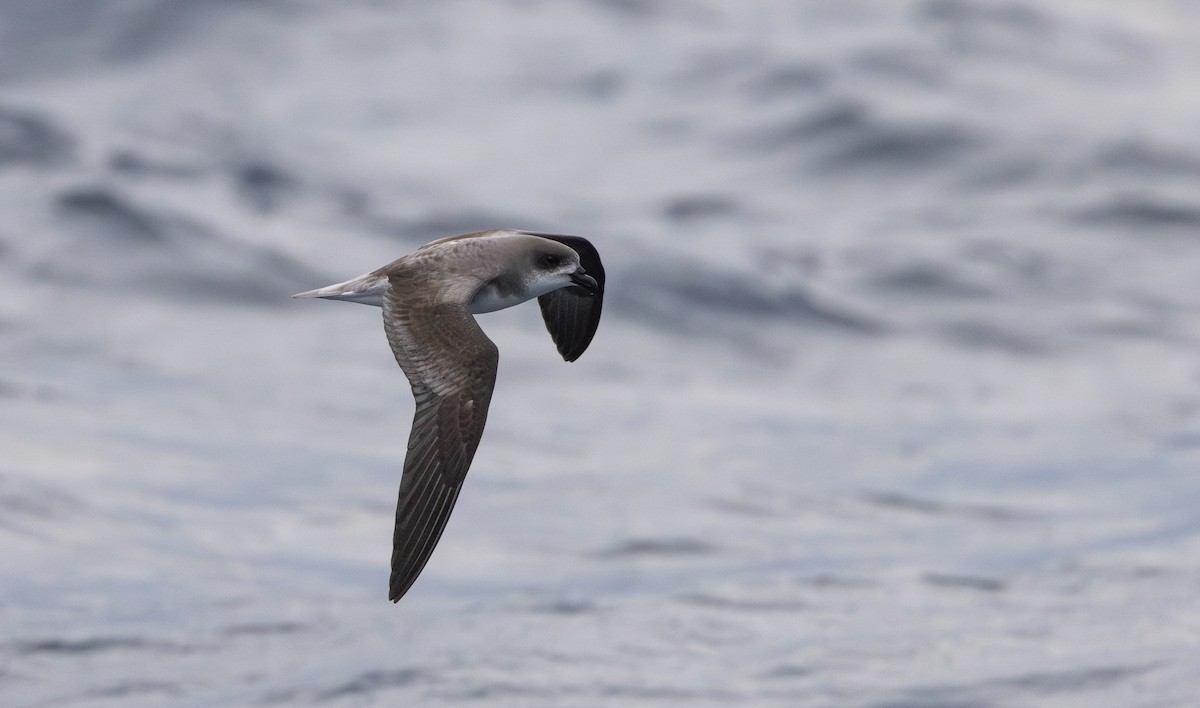 Fea's Petrel - ML620111683