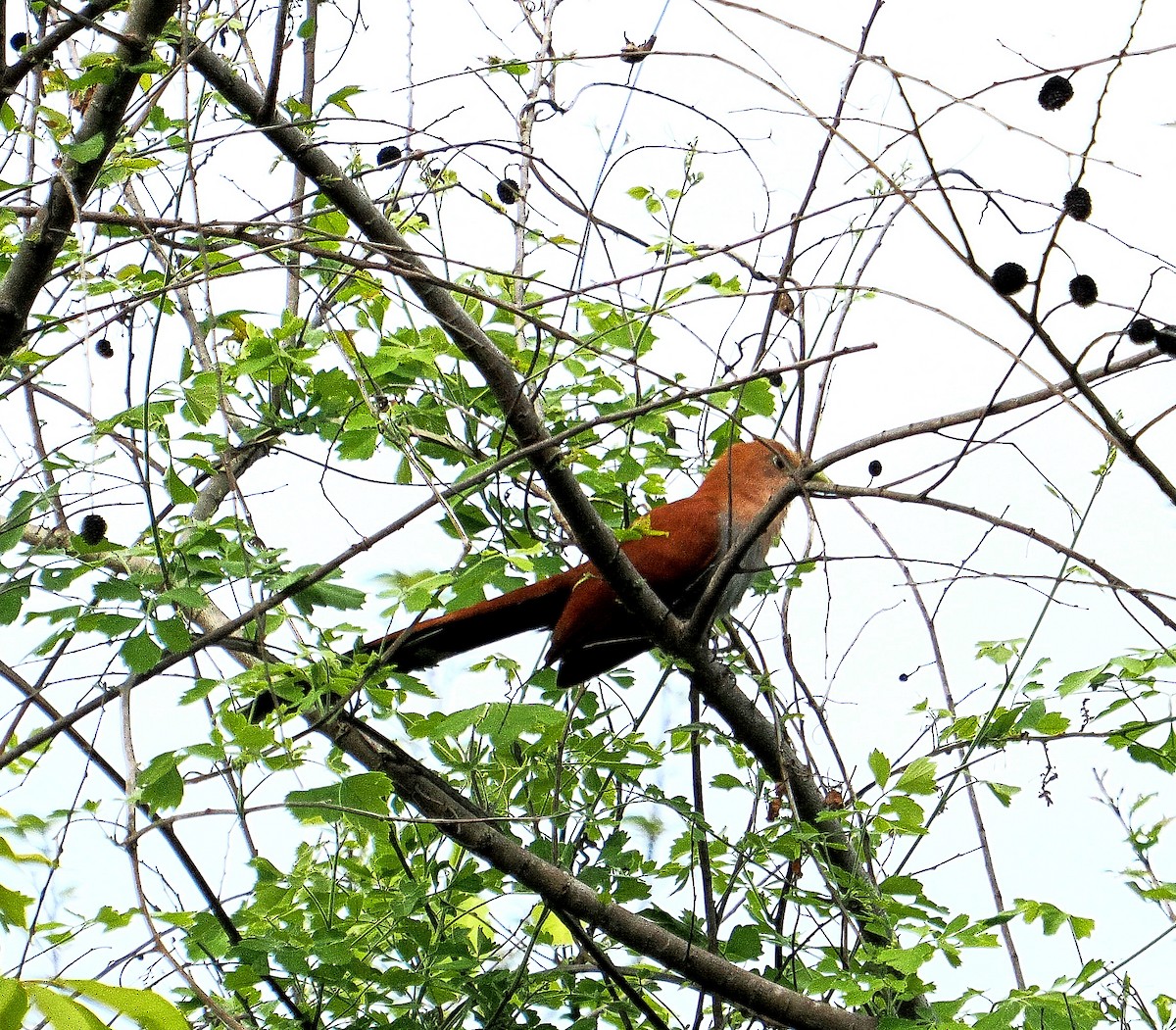 Squirrel Cuckoo - ML620111693