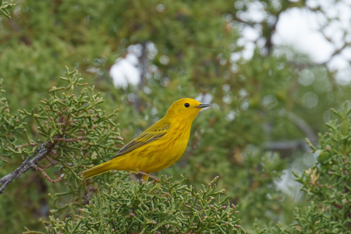 Yellow Warbler - ML620111694
