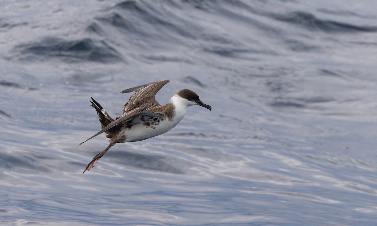 Great Shearwater - Jay McGowan