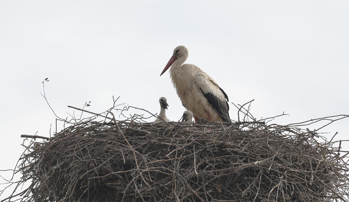White Stork - ML620111698