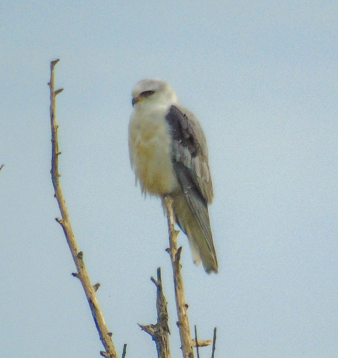 White-tailed Kite - ML620111702