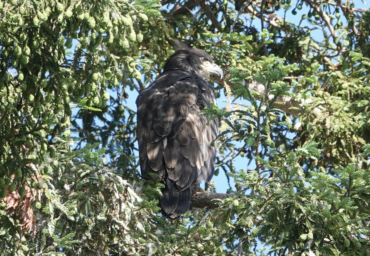 Bald Eagle - ML620111715