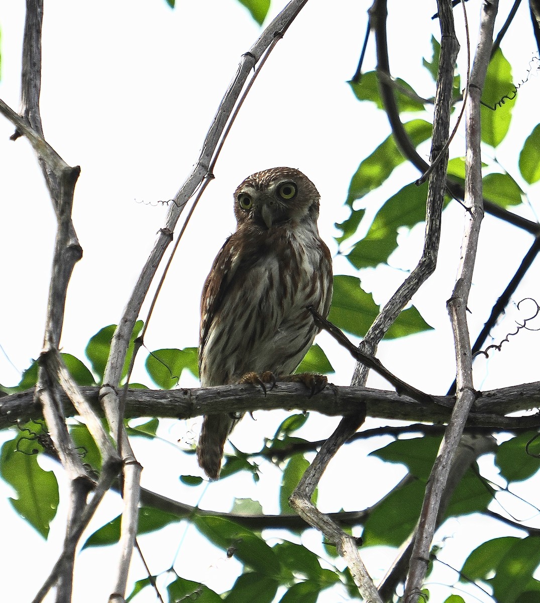 Ferruginous Pygmy-Owl - ML620111716