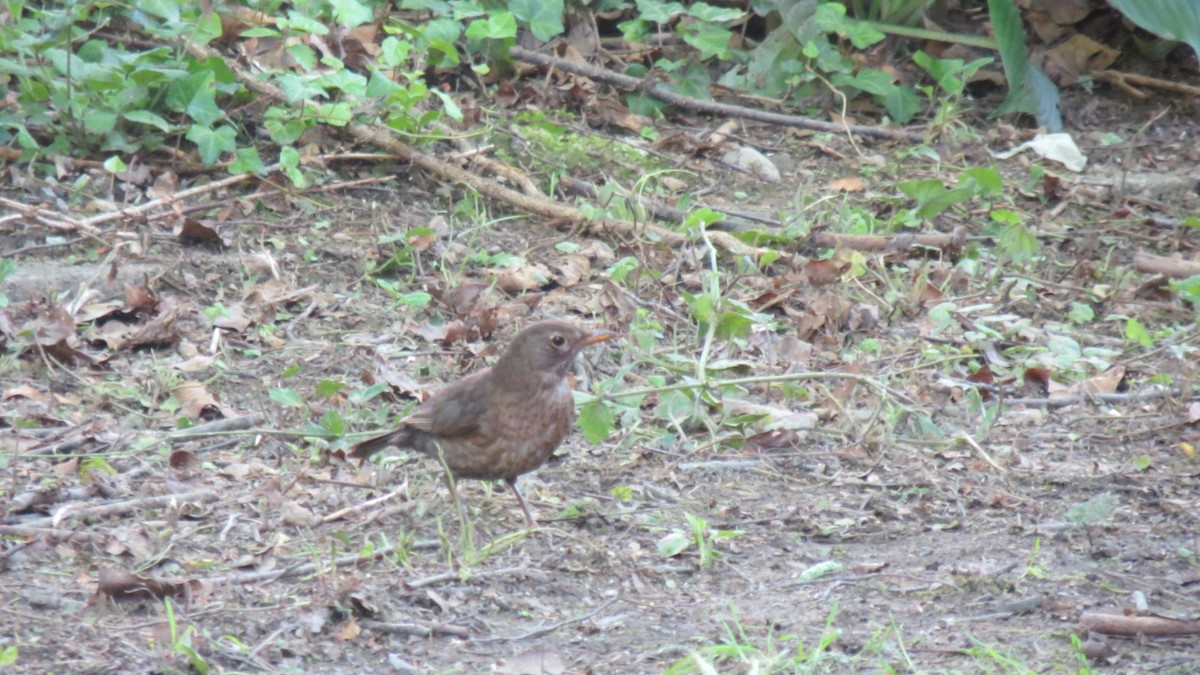 Eurasian Blackbird - ML620111721