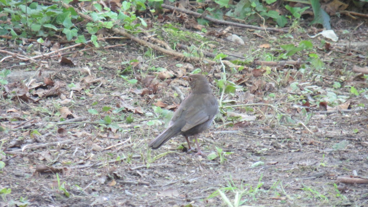 Eurasian Blackbird - ML620111722