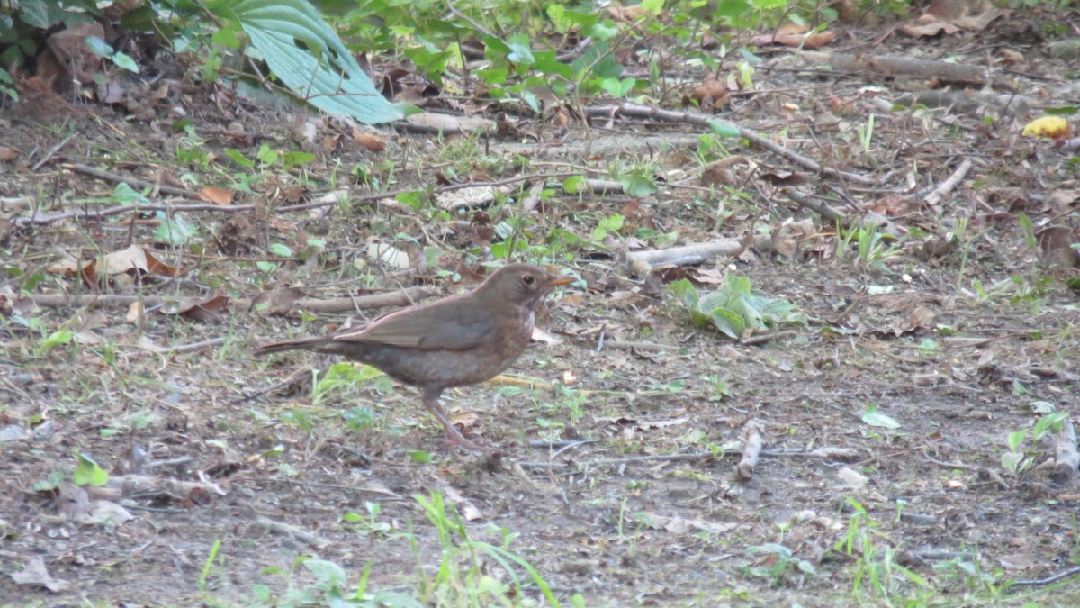 Eurasian Blackbird - ML620111723