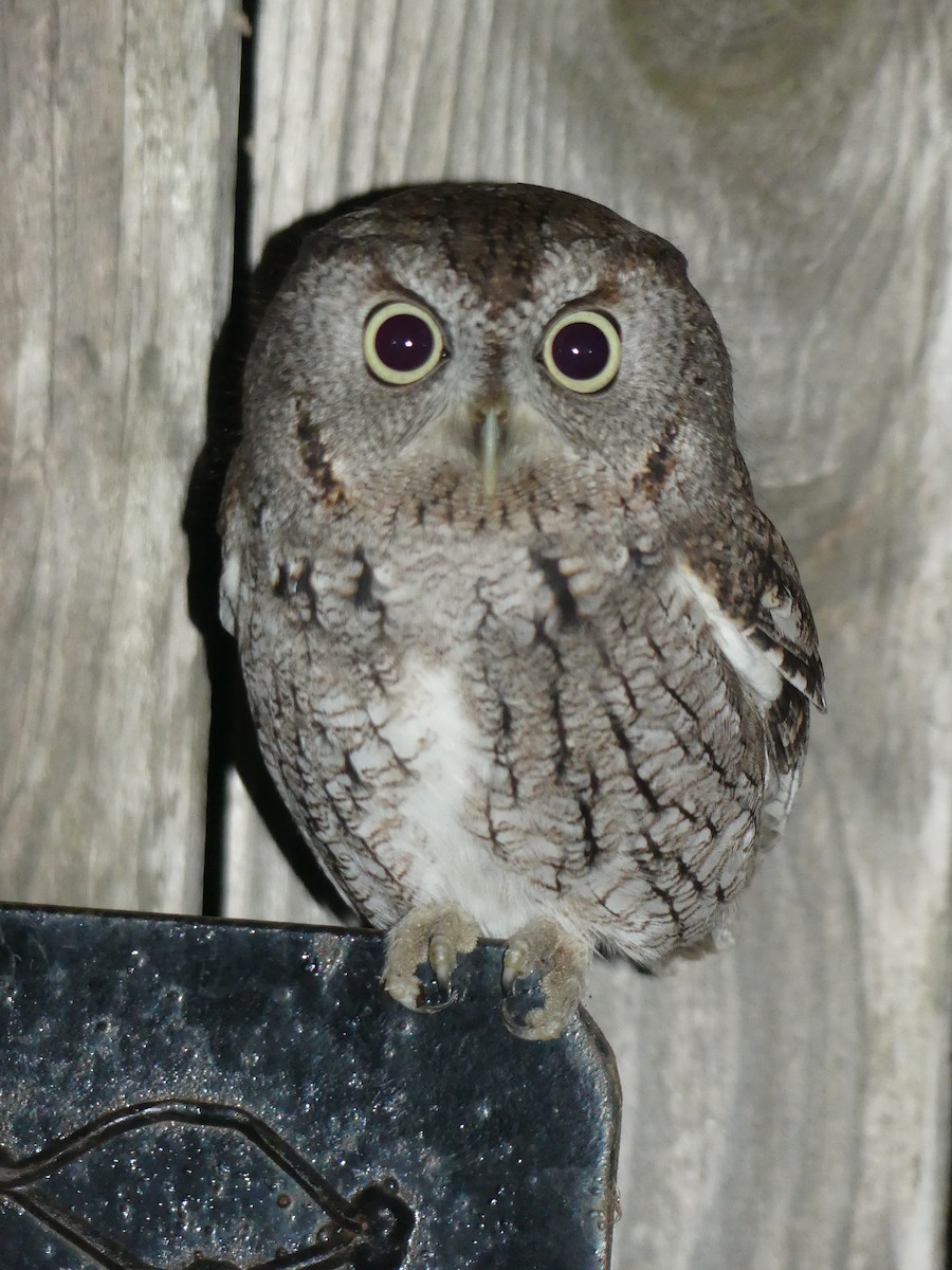 Eastern Screech-Owl - ML620111732