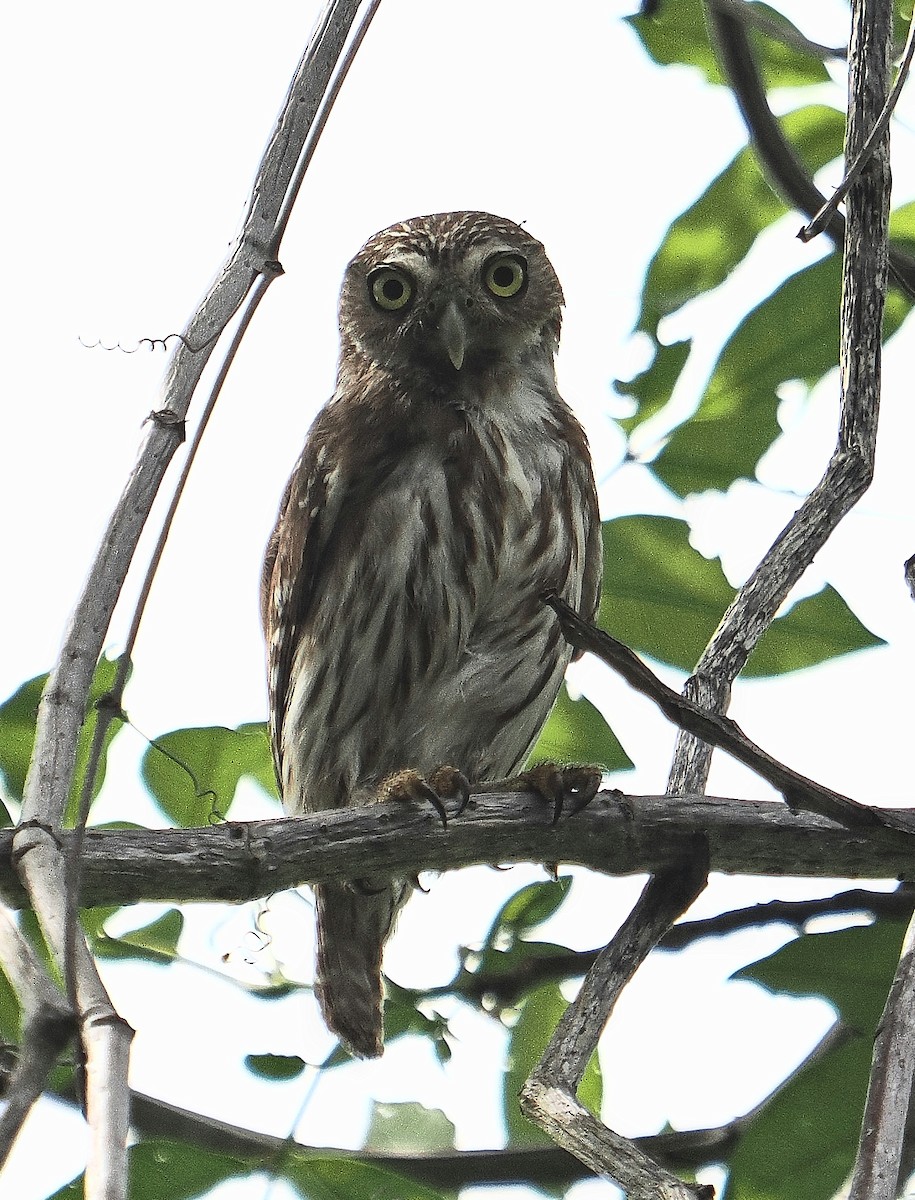Ferruginous Pygmy-Owl - ML620111734