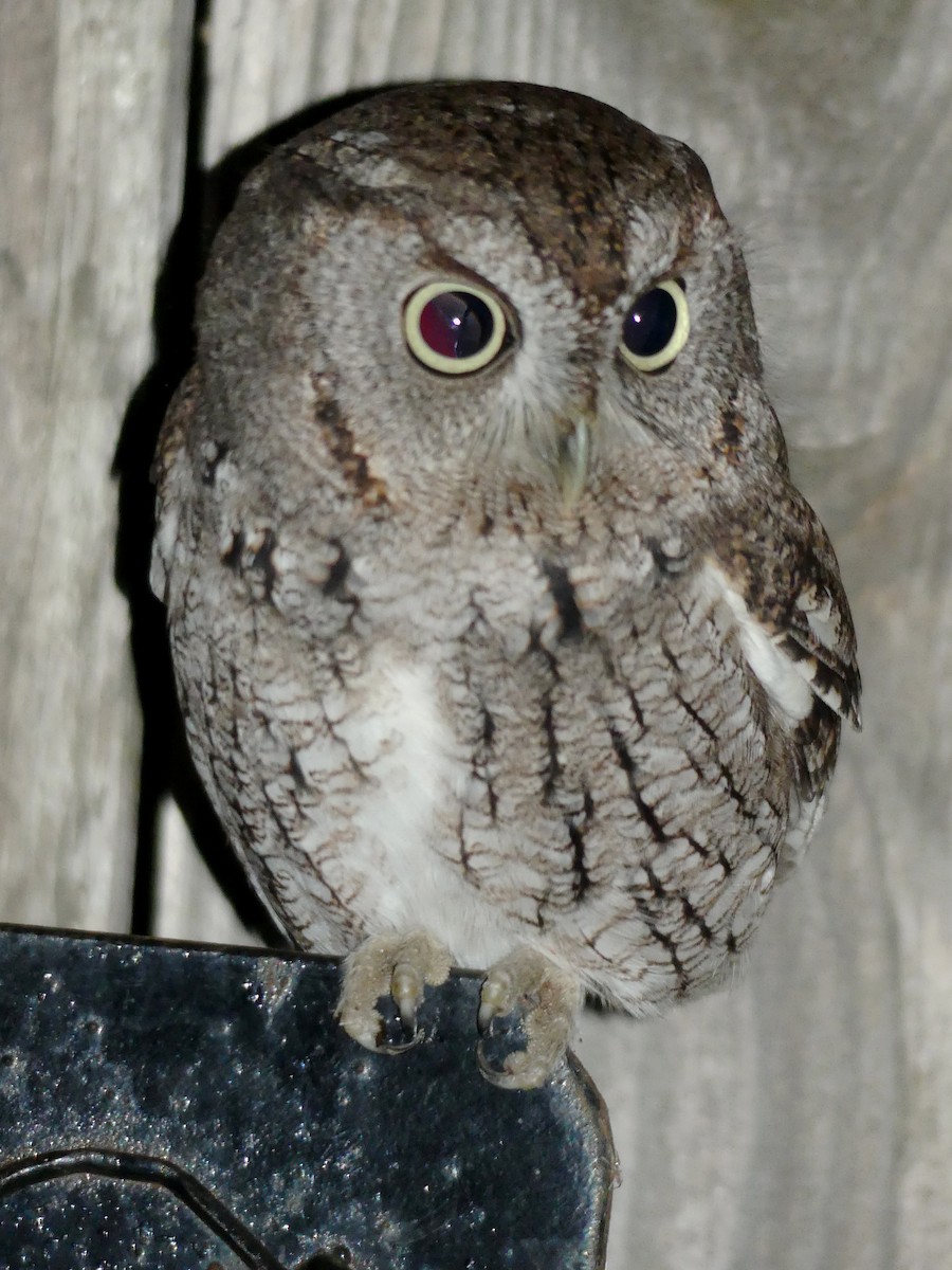 Eastern Screech-Owl - ML620111740