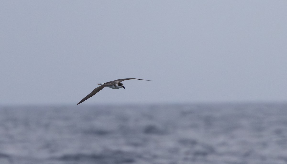 Petrel Antillano (rostro oscuro) - ML620111744