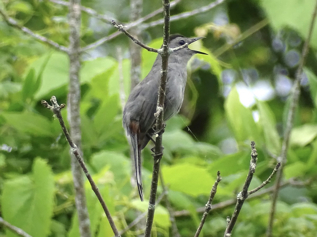 Pájaro Gato Gris - ML620111763