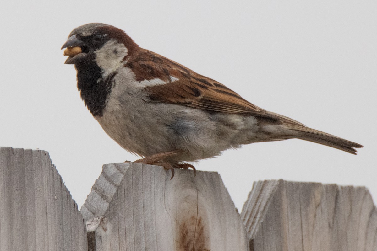 House Sparrow - ML620111768
