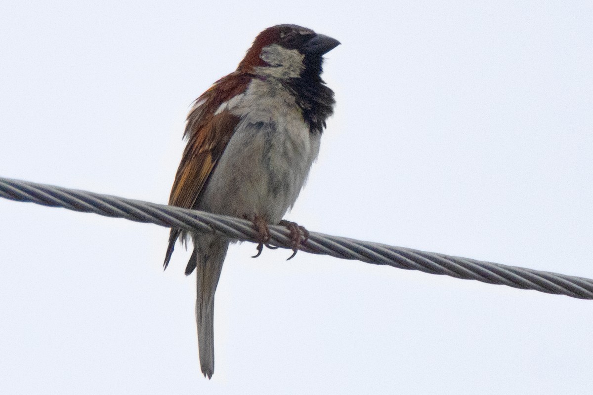 House Sparrow - ML620111770