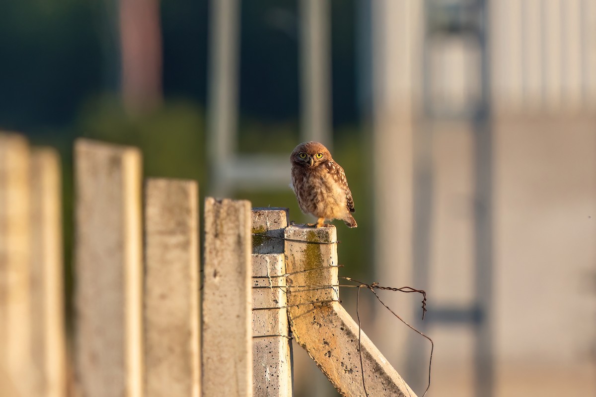 Little Owl - ML620111779