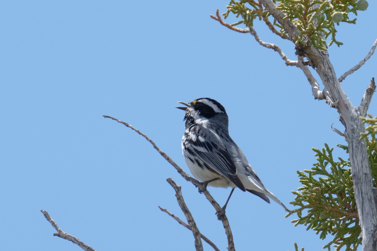 Black-throated Gray Warbler - ML620111783