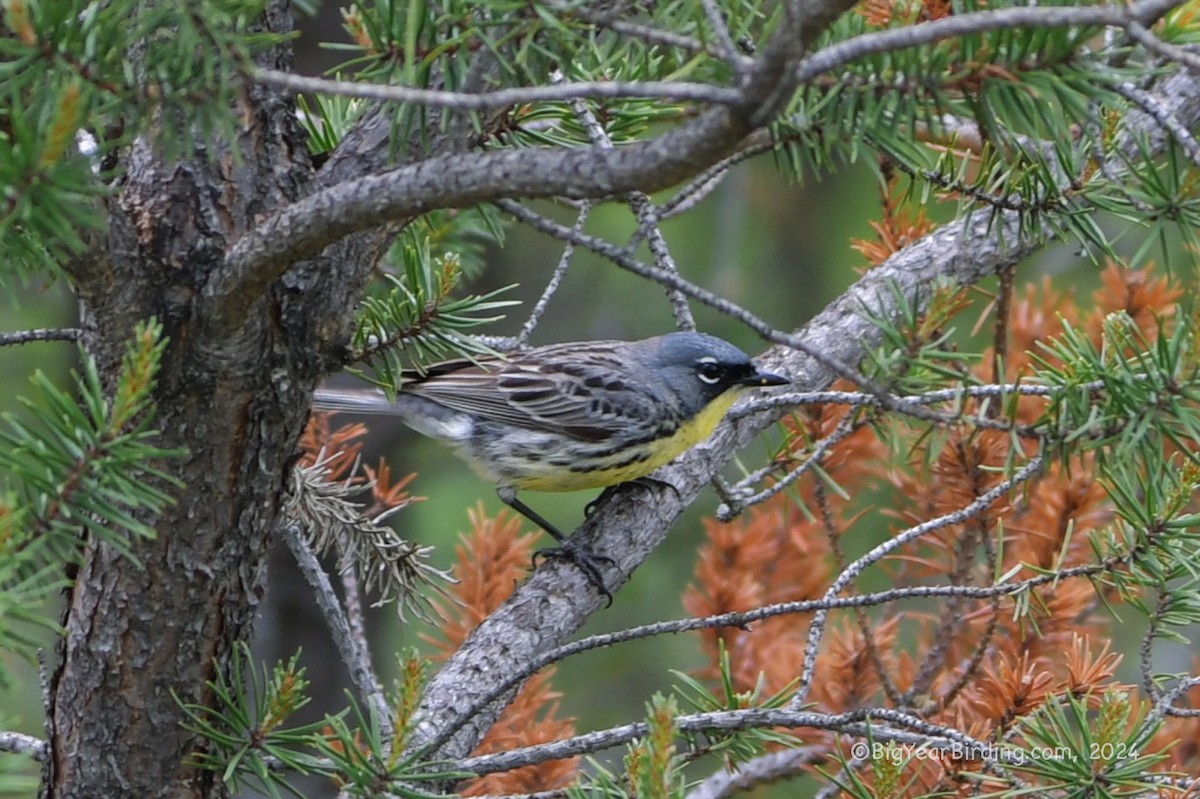 Kirtland's Warbler - ML620111784