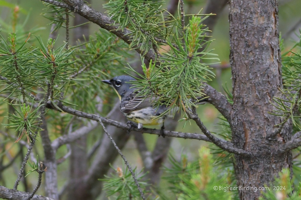 Kirtland's Warbler - ML620111785