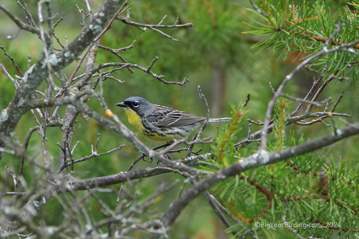 Kirtland's Warbler - ML620111787