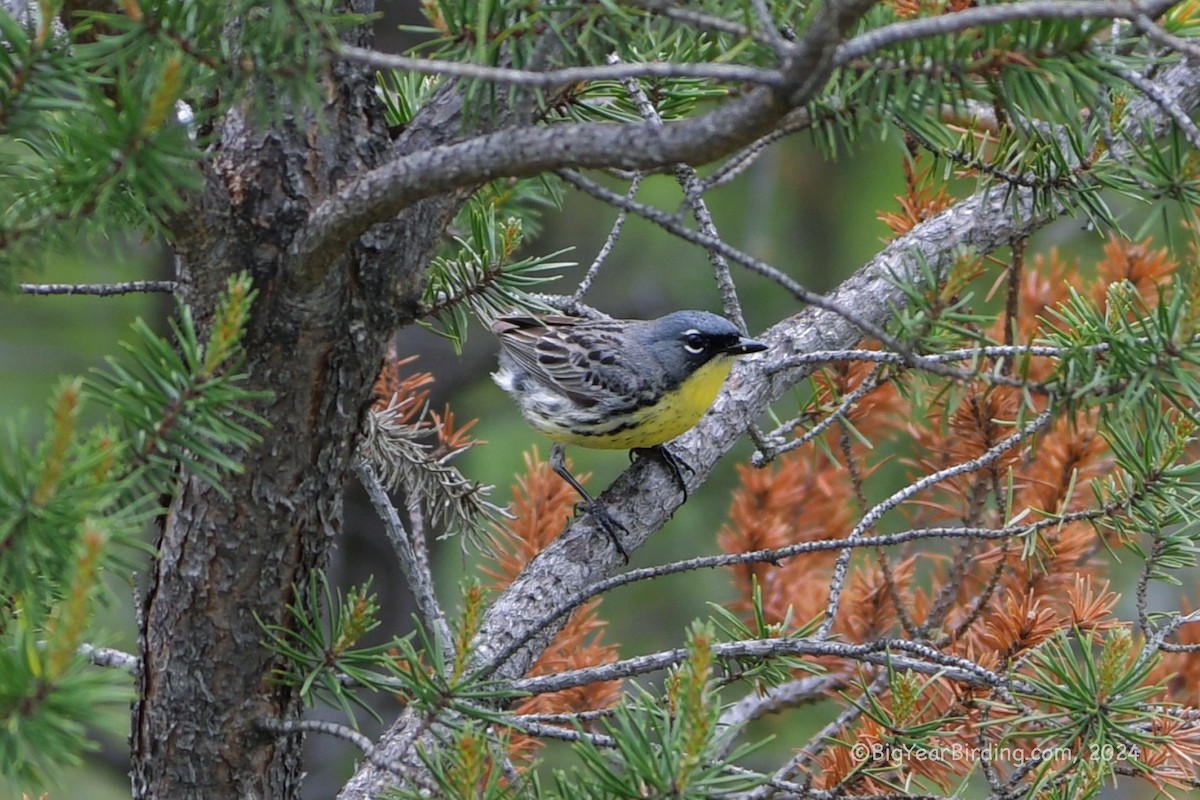 Kirtland's Warbler - ML620111788