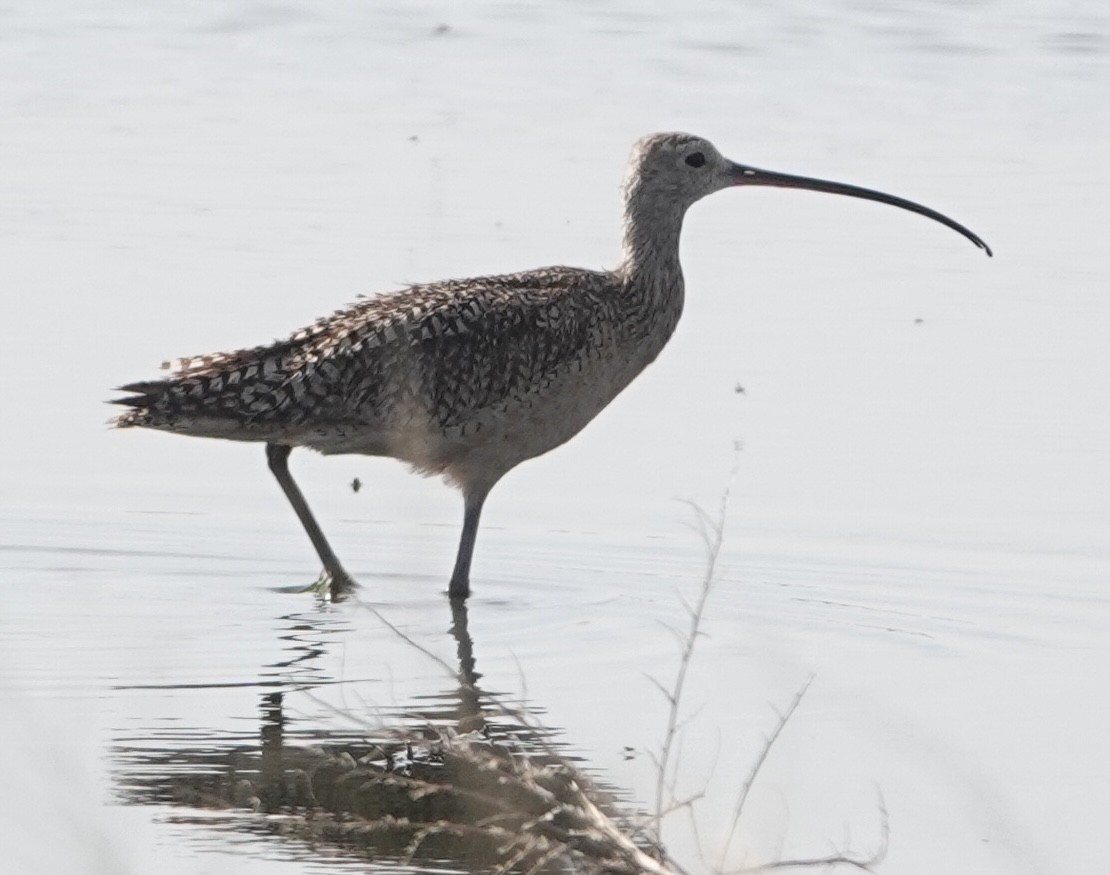 Long-billed Curlew - ML620111792