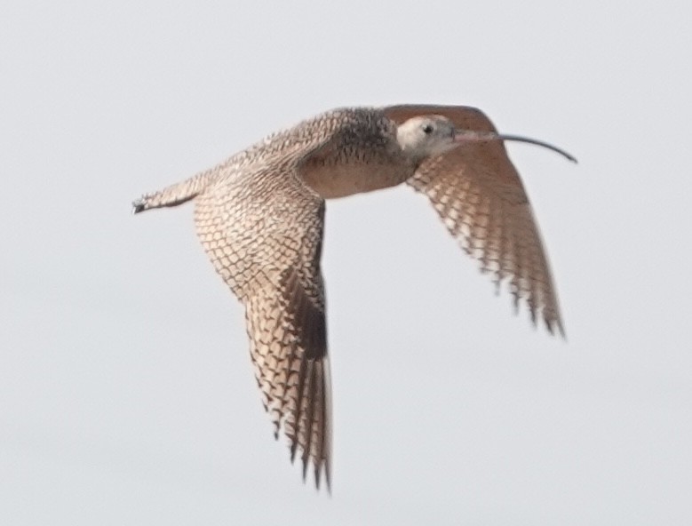 Long-billed Curlew - ML620111802