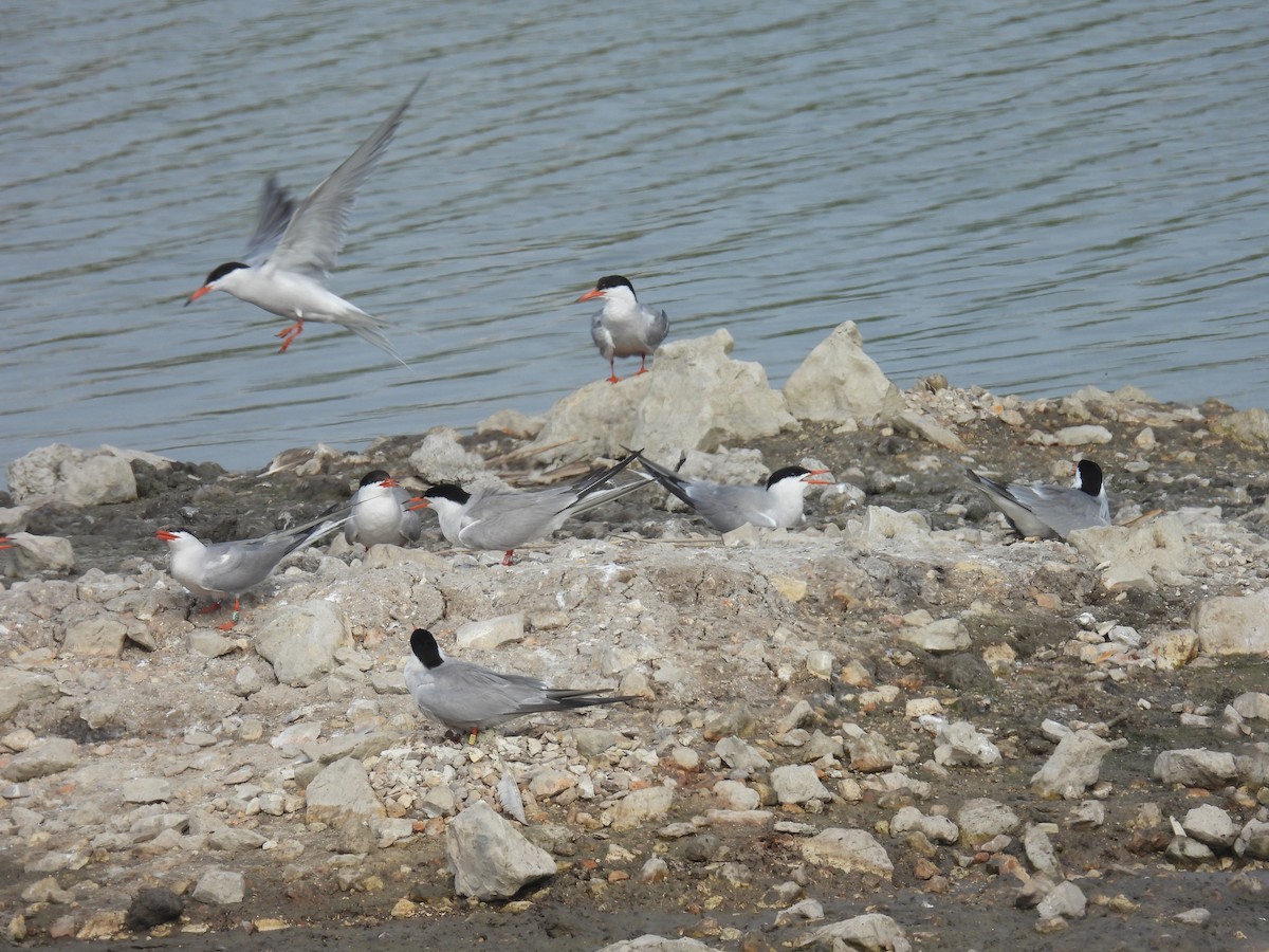 Common Tern - ML620111803