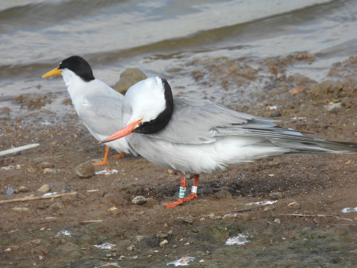 Common Tern - ML620111804