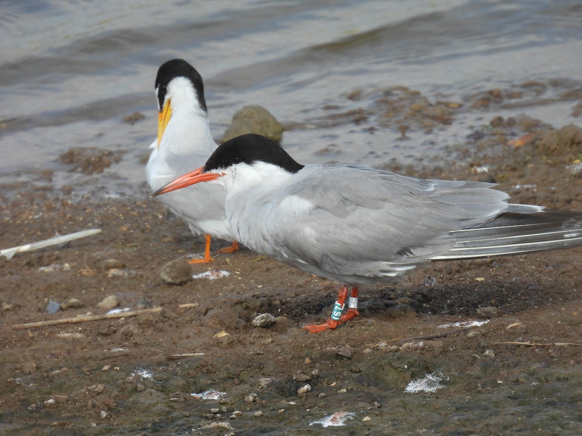 Common Tern - ML620111805