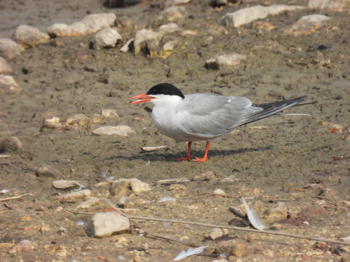 Common Tern - ML620111806