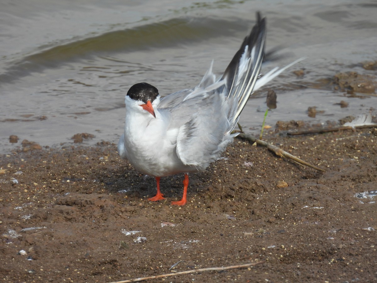 Common Tern - ML620111808