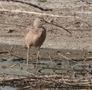 Long-billed Curlew - ML620111811