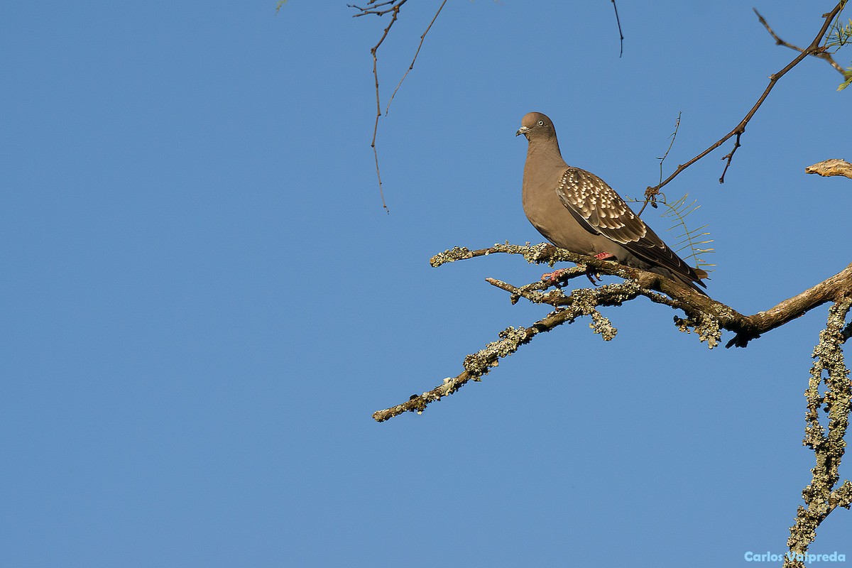Spot-winged Pigeon - ML620111814