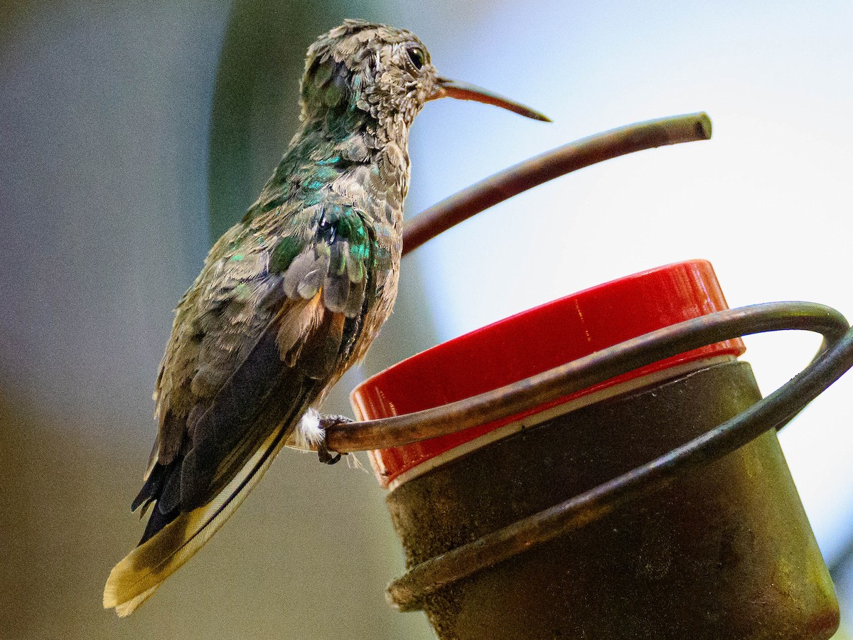 kolibřík mexický - ML620111822