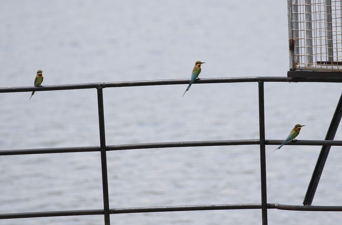 Blue-tailed Bee-eater - ML620111833