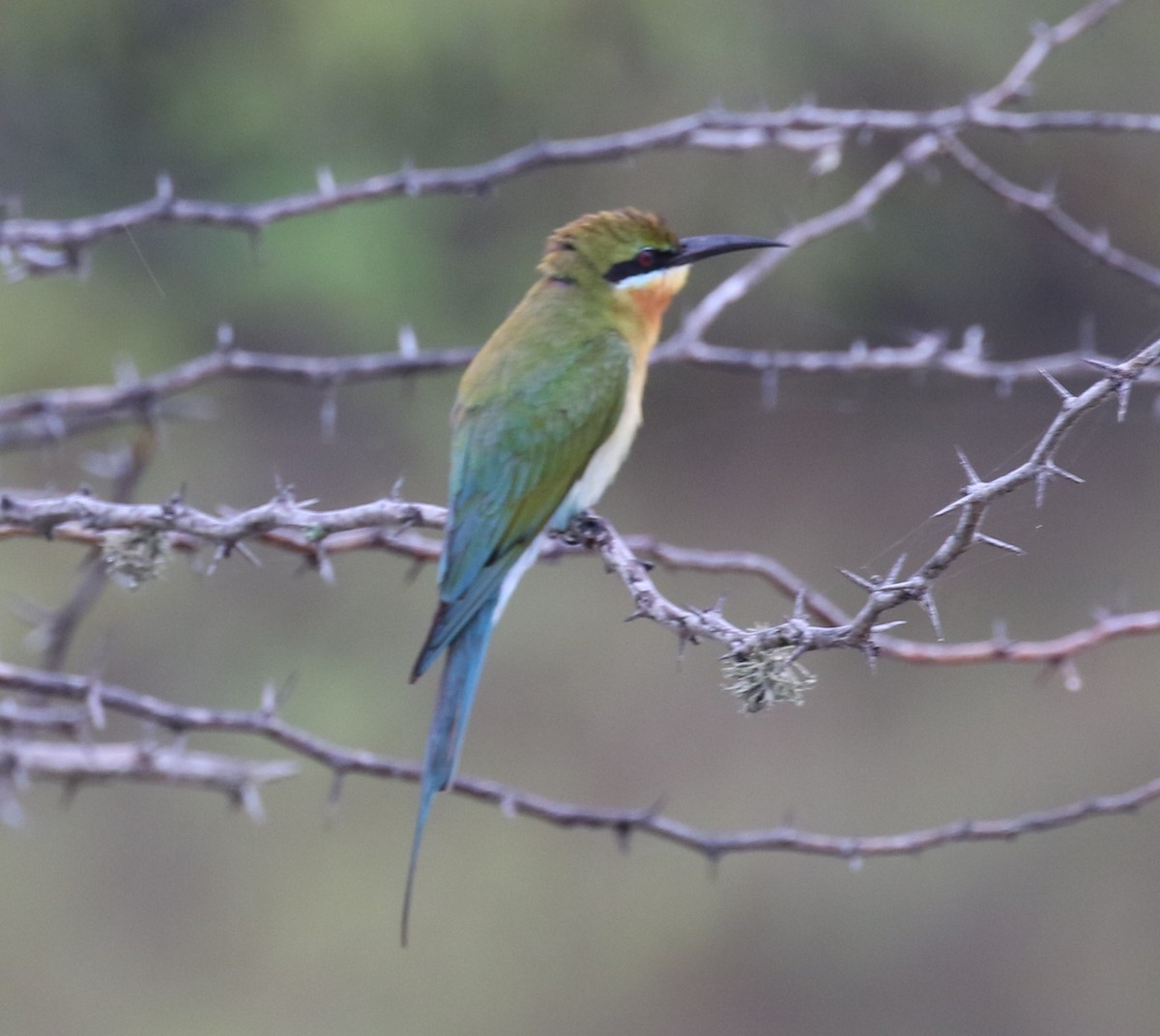Blue-tailed Bee-eater - ML620111834