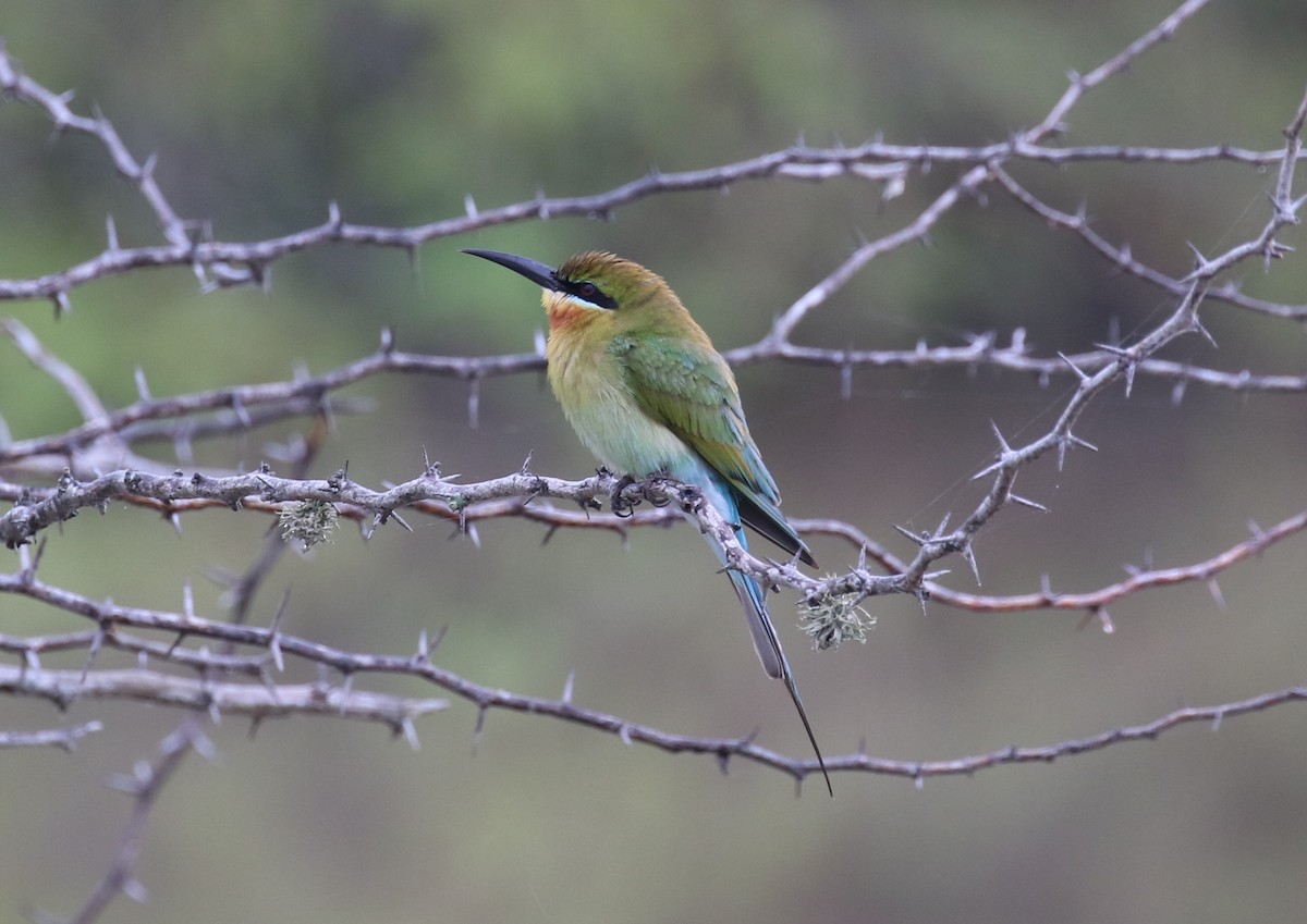 Blue-tailed Bee-eater - ML620111835