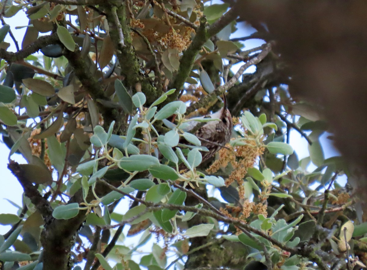 Short-toed Treecreeper - ML620111837