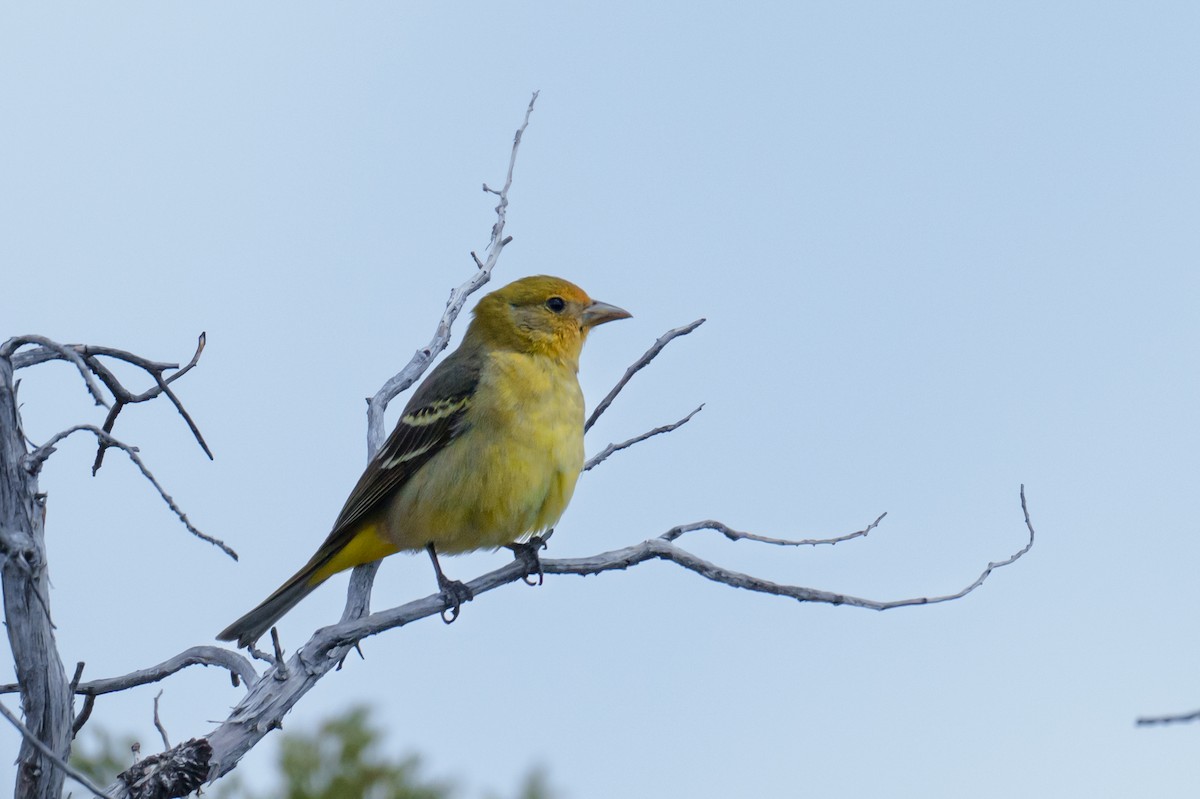 Western Tanager - ML620111847