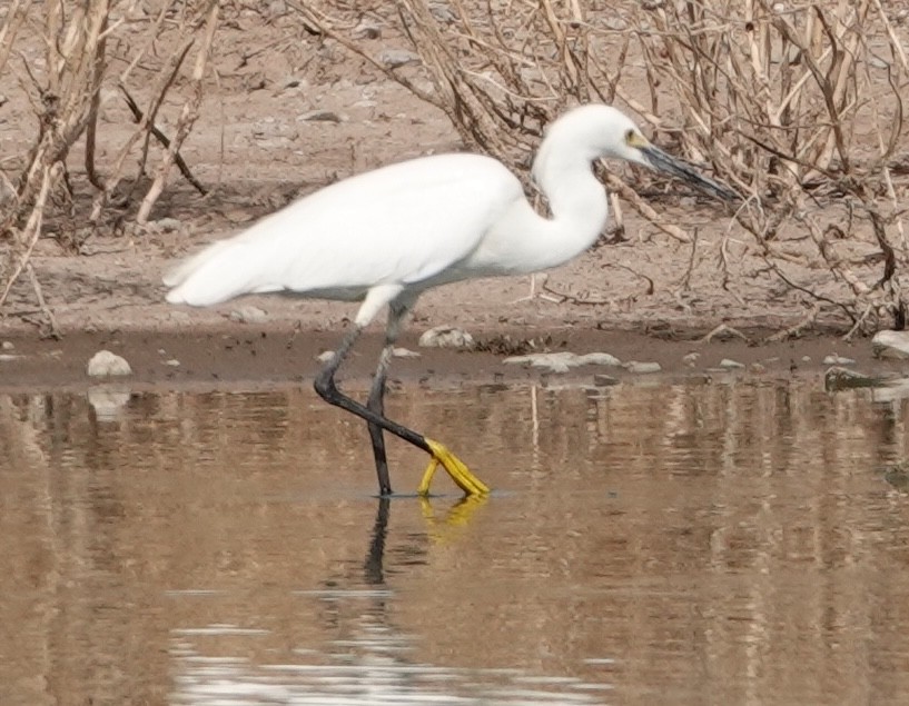 Snowy Egret - ML620111859